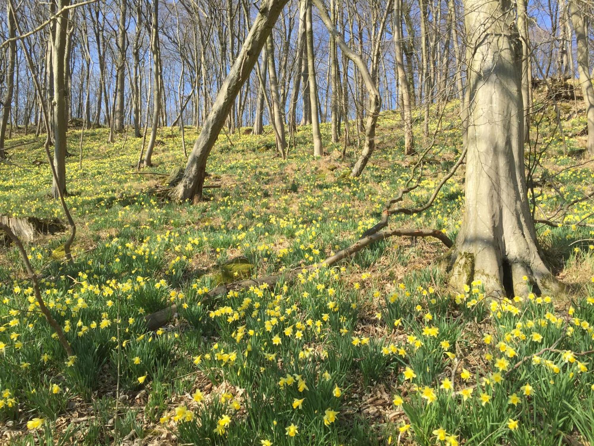 Venngasthof Zur Buche Monschau Exteriér fotografie
